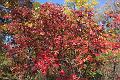 fall 027